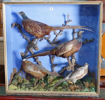 A large early 20th century taxidermy display of four pheasants in naturalistic setting, width 100cm, depth 29cm, height 98cm